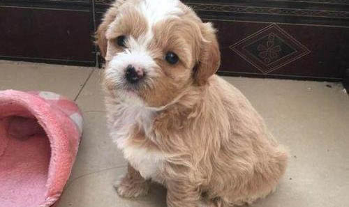 寵必威幼犬保的作用