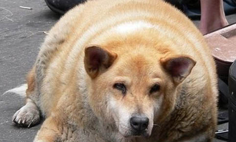 狗狗瘋狂舔地板還嘔吐是什么原因