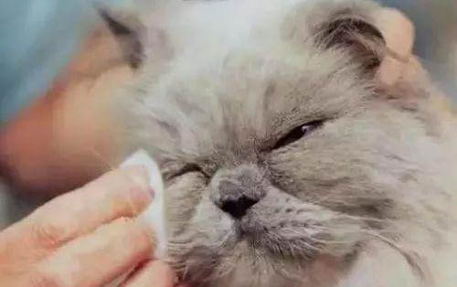 小貓老是吐黃水怎么辦