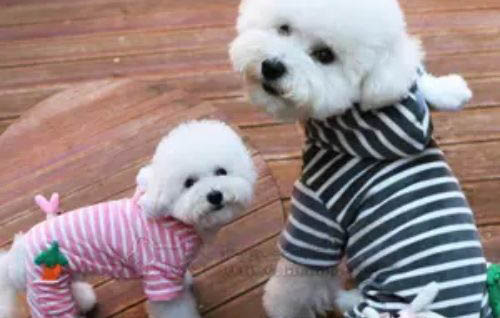 成年泰迪犬嘔吐的原因及處理方法