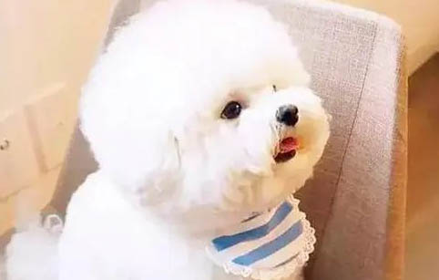 為什么狗狗會得腦炎