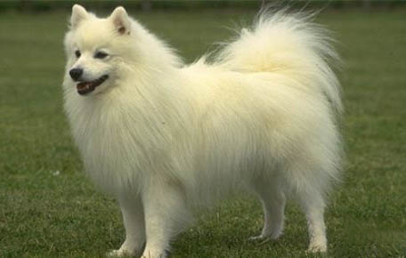銀狐犬多少錢一只