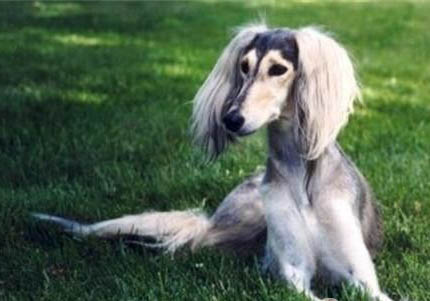 阿富汗獵犬坐著睡覺的原因