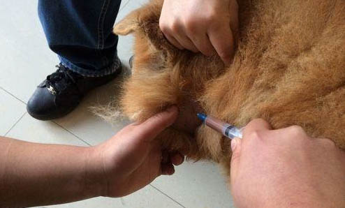 松獅犬生產后惡露多久排干凈