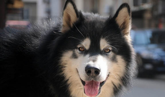 阿拉斯加犬身上臭臭的怎樣辦?是什么原因?