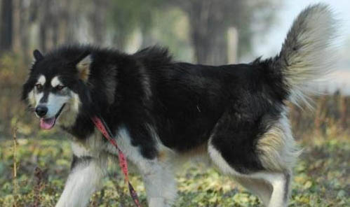 老年阿拉斯加雪橇犬牙齒腐爛必須拔嗎