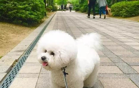 怎樣鑒定比熊是不是純種