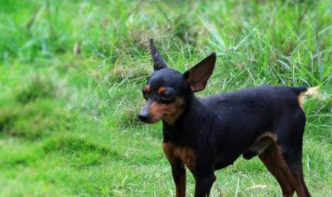 小鹿犬和吉娃娃區別有哪些？小鹿犬和吉娃娃哪個好？