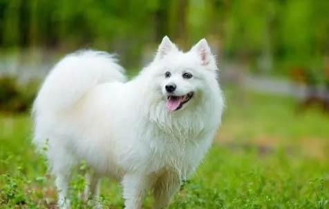 銀狐犬的訓練技巧有哪些呢