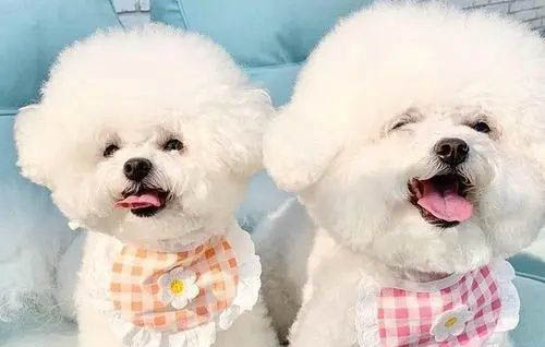 狗狗支氣管炎死前癥狀有哪些
