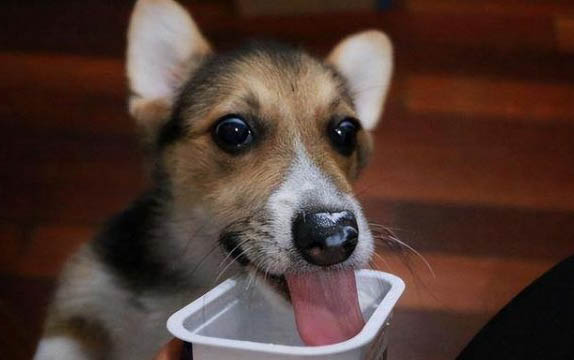犬瘟拉稀便血怎么辦