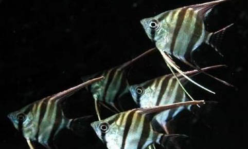 觀賞魚有哪些種類