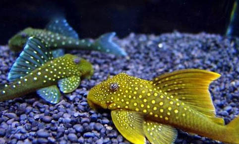 清道夫?yàn)槭裁蠢衔鼊e的魚(yú)?