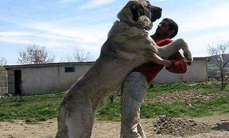哪里有坎高犬出售