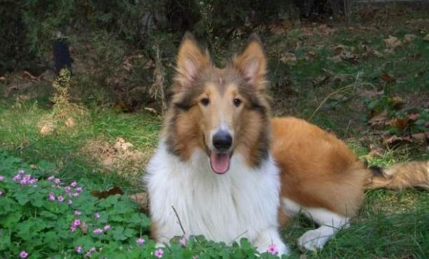 德國牧羊犬哪里有賣