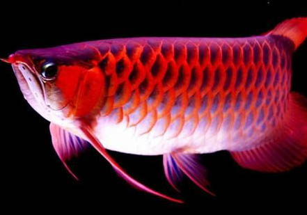 銀龍魚需要多大的缸
