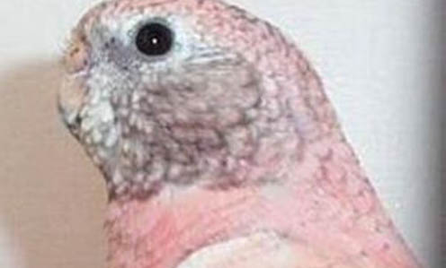 玄鳳鸚鵡一年繁殖幾次