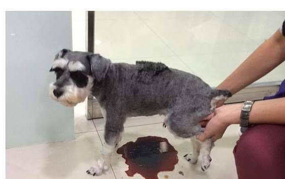 狗狗細小病毒治療周期是多久