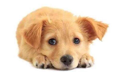 什么狗適合做治愈犬