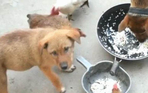 狗瘟好了后腿沒力