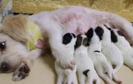 母犬子宮蓄膿怎么判斷