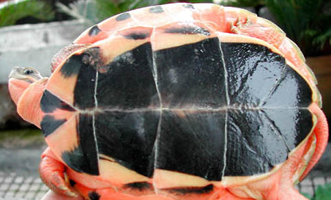石金錢龜水位多高合適