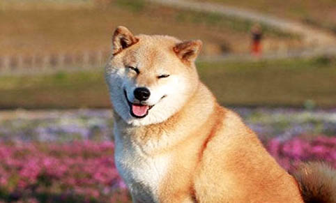 訓練柴犬可以打嗎