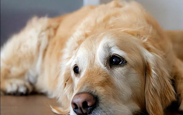 如何養好金毛犬