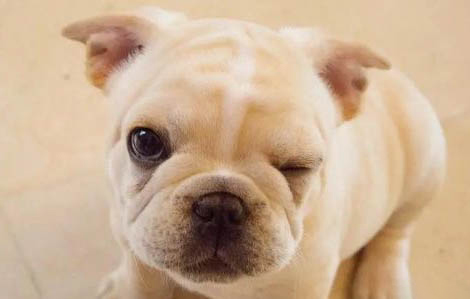 法斗犬和沙皮犬哪個好