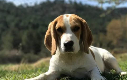 比格犬價(jià)格多少錢一只