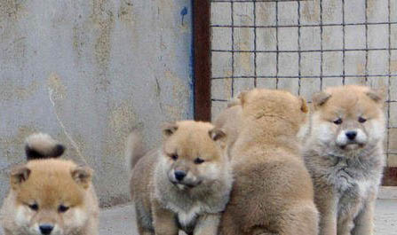細(xì)小犬瘟可以活多久