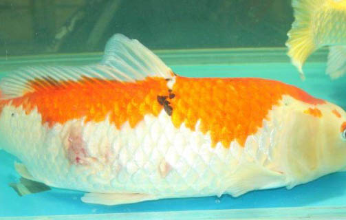 錦鯉和什么魚可以混養?