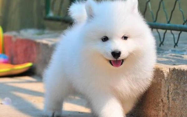 薩摩耶犬串串特征