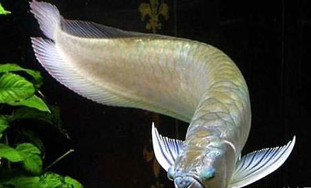 銀龍魚趴缸會不會死?