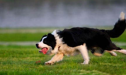 英國古代牧羊犬價格?古牧飼養注意事項有哪些?