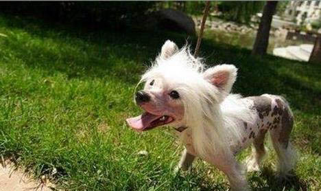冠毛犬狗狗為什么沒人養(yǎng)?