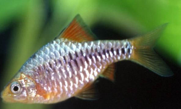 鱷魚會吃牙簽鳥嗎