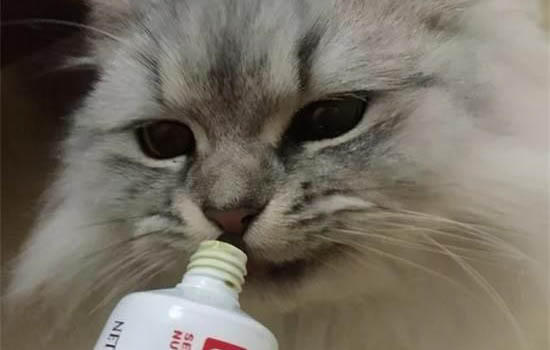 貓多久上一次廁所正常
