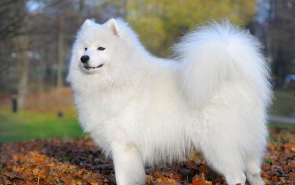 金毛犬怎么看純不純