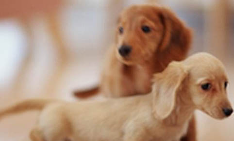 臘腸犬為什么這么臭