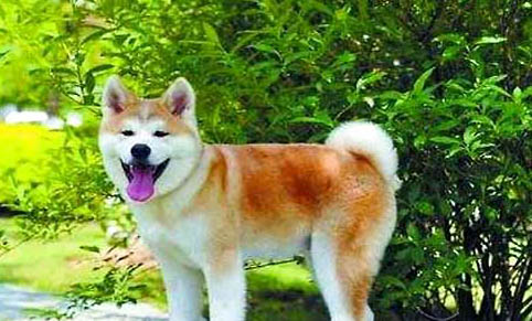 秋田犬和柴犬哪個(gè)貴