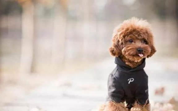 狗狗假孕現象多久才能恢復？