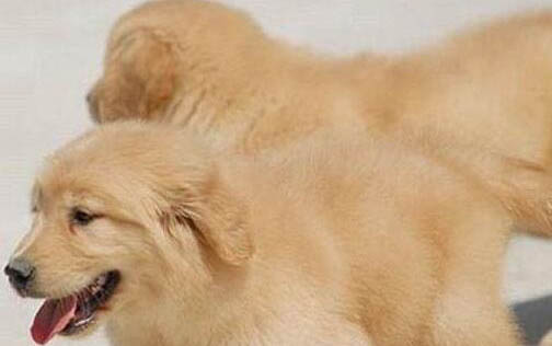 金毛犬和拉布拉多犬哪個(gè)好