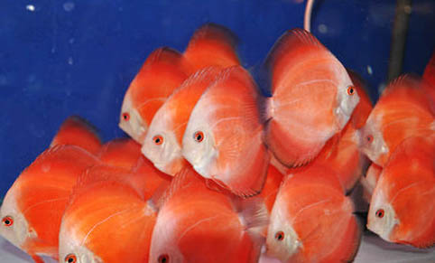 發財魚身上變白了什么情況