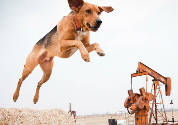 英國獵狐犬有攻擊性嗎