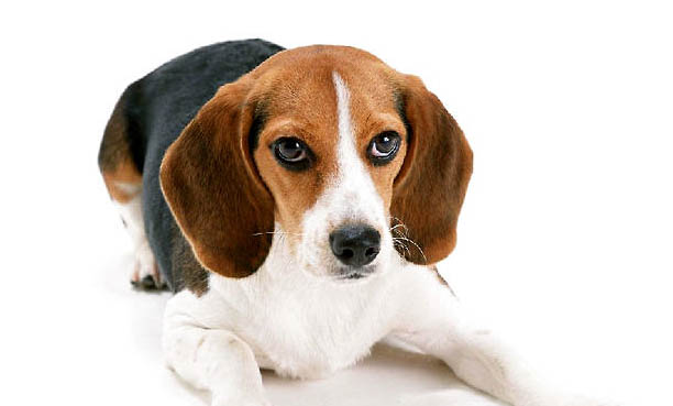 比格犬和柯基犬哪個好