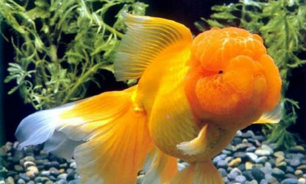 三類熱帶魚活餌推薦