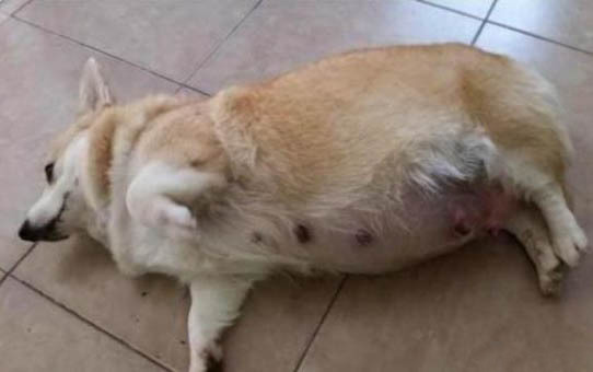 為什么見到狗狗會流淚呢