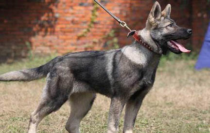 昆明犬每天遛多久合適呢
