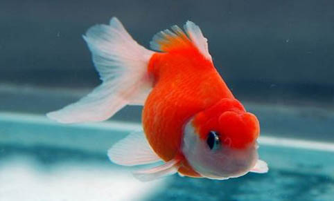 金魚產卵后多久能出來小魚